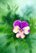 Pansy 1