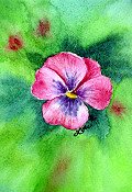 Pansy 2