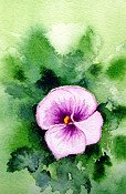 Pansy 3