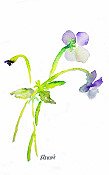 Viola 1