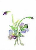 Viola 2