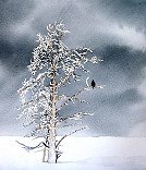 Winter Tree