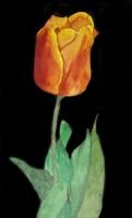 Tulip in Contrast