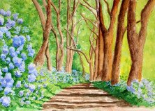 Blue Hydrangeas