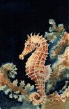 Seahorse