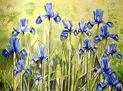 Blue Iris