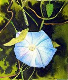 Blue Morning Glory