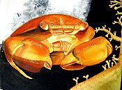 Crab On The Moon