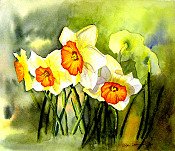 Daffodils