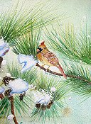Female Cardinal