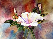 Hibiscus