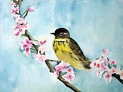 Magnolia Warbler