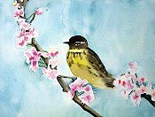 Magnolia Warbler