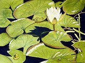 Water Lilies