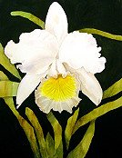 White Orchid