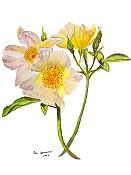 White Roses