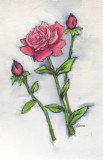 A Royal Rose