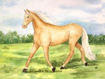 My Palomino Pal