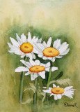Spring Daisies