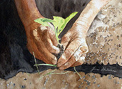 Hands Planting