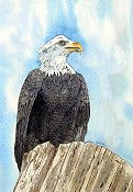 Majestic Eagle