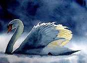 Swan At Rest