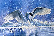 Swan In Motion