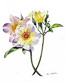 Wild Roses