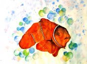 Clown Fish