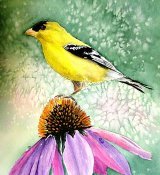 Goldfinch