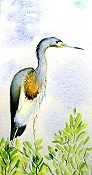 Heron