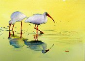 Sandpipers