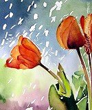 Tulips In The Rain