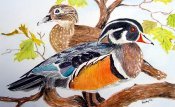 Wood Ducks