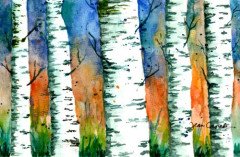 Birch Trees
