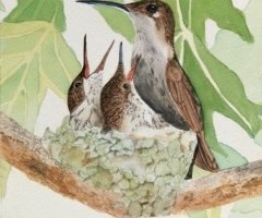 Hummingbirds