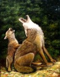 Lets Howl
