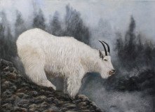 Mountain Ram