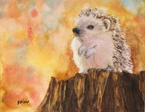 Mr. Hedgehog