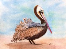 Peter the Pelican