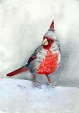 Western Cardinal