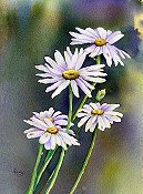 Daisies