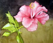 Hibiscus