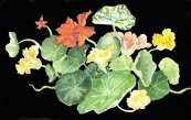Nasturtiums