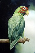 Parrot Tanquaray