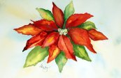 Sues Poinsettia