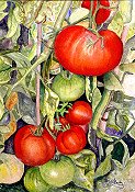 Tomatoes