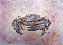 Blue Crab 2