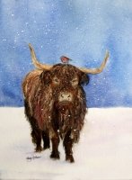 Hamish the Scottish Cow