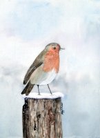 English Robin